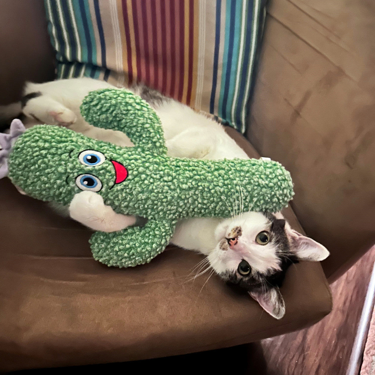 Kickeroo Cactus