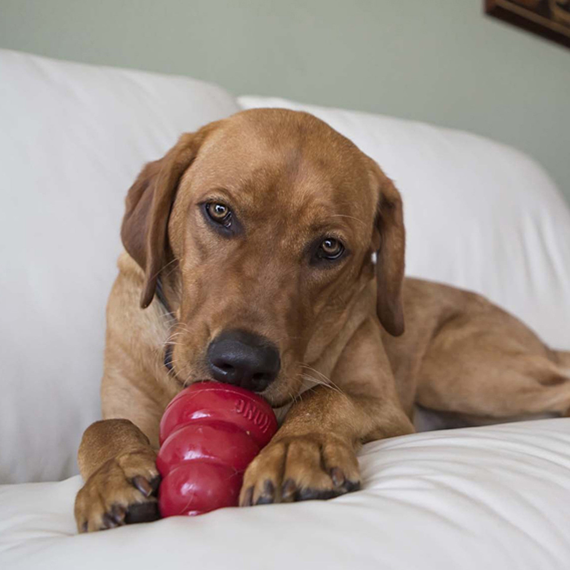 Easy Treat Liver